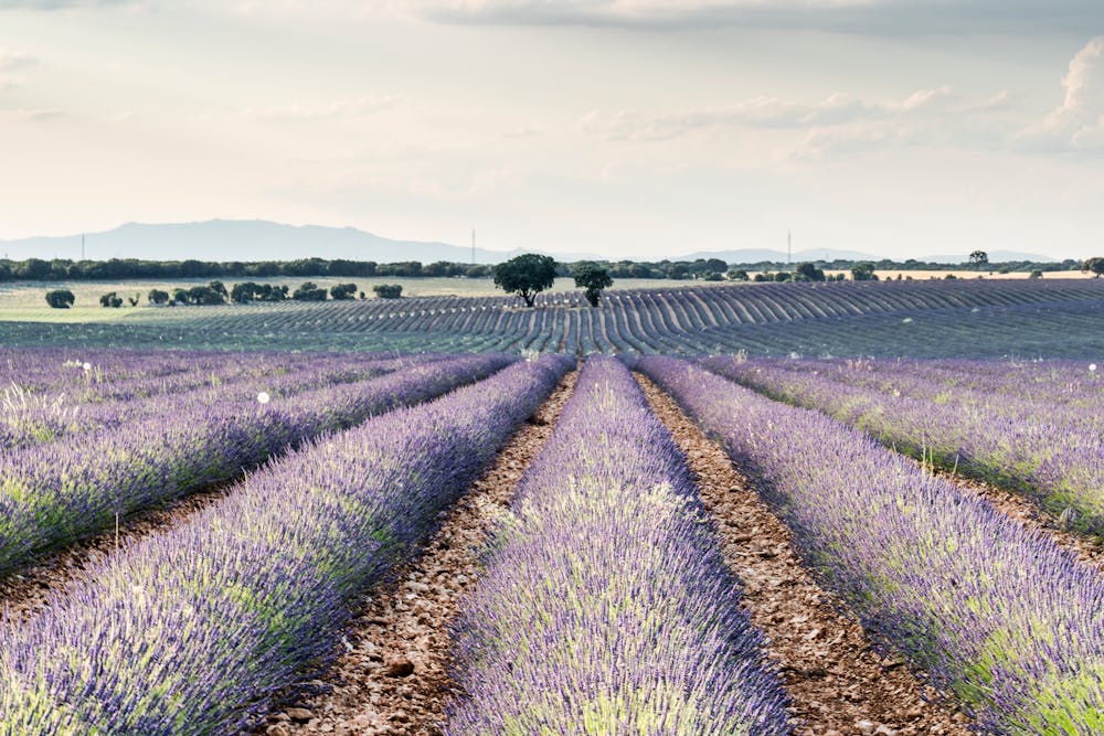 Campo de lavanda — sesiones a distancia, la energía no entiende de distancias